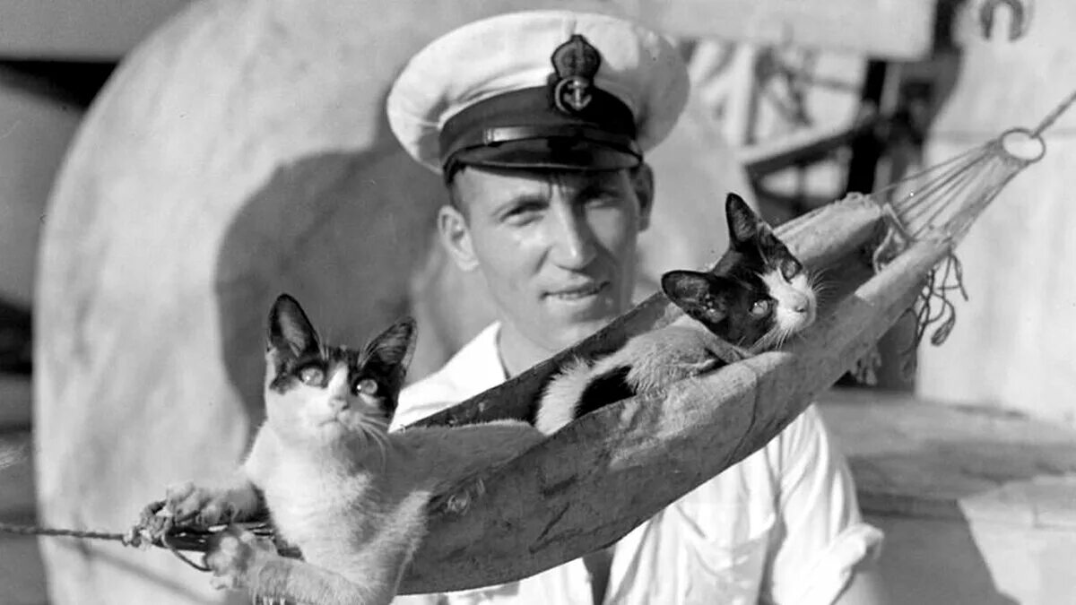 Корабельный кот. Кошки на войне. Кошка на корабле.