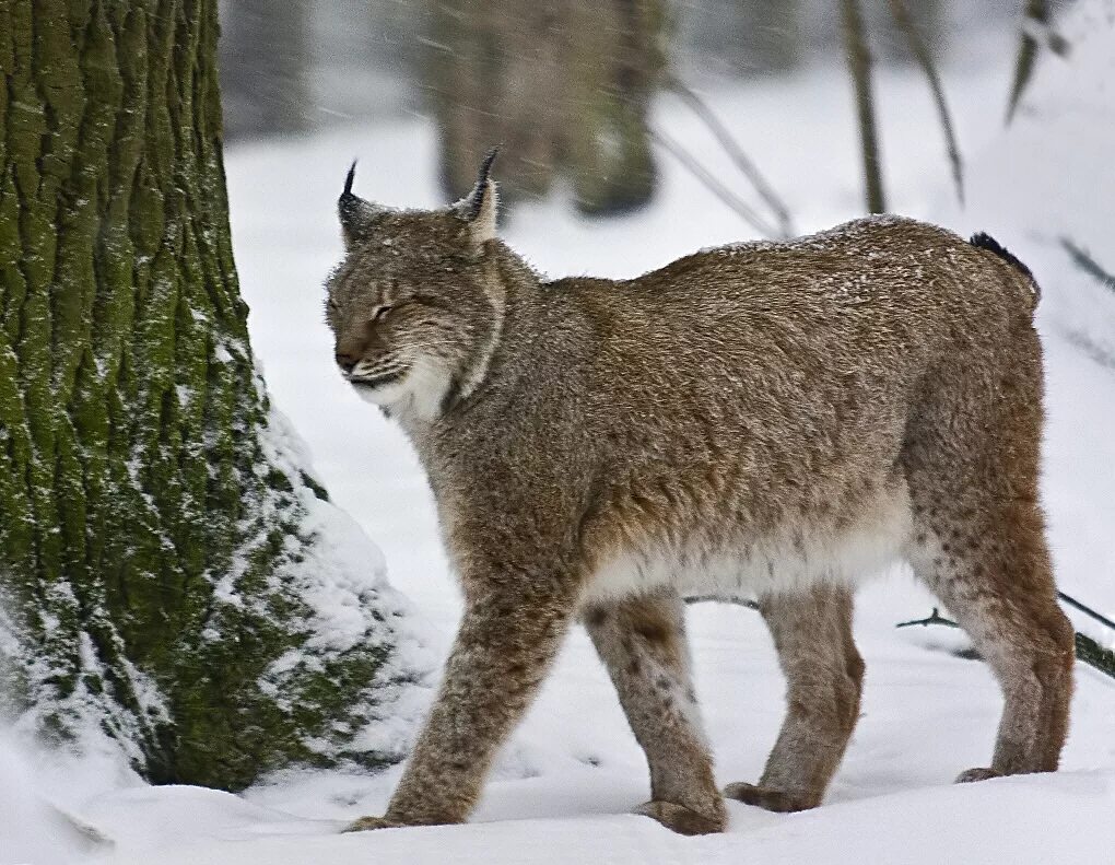 Обыкновенная (Евразийская) Рысь. Канадская Рысь. Lynx Lynx Евразийская Рысь. Канадская Рысь Северной Америки. Рысь обыкновенная красная