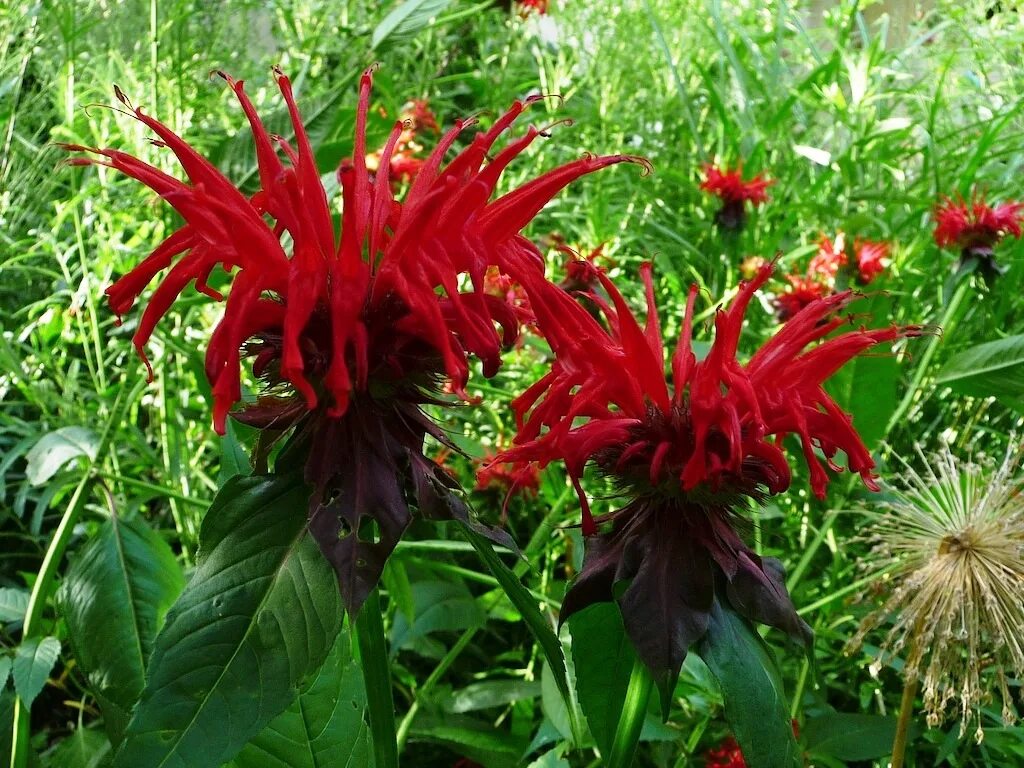 монарда двойчатая balmy pink. монарда mohawk. монарда арлекин отзывы. монарда. мохаук монарда.