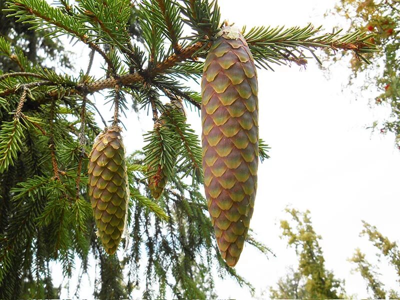 Мужские шишки ели. Ель Сибирская Picea obovata. Ель европейская шишки. Picea Abies шишки. Ель европейская (ель обыкновенная) шишки, хвоя.