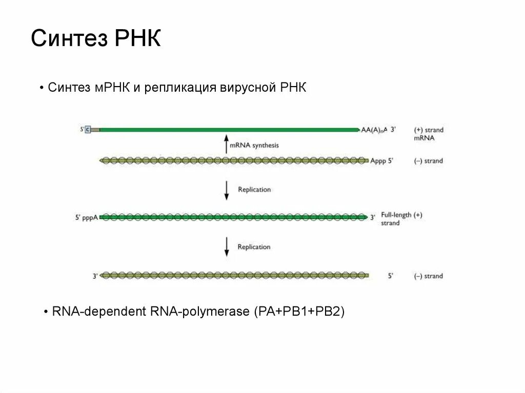 Репликация вирусной РНК. Синтез РНК. Синтез м РНК. Синтез МРНК.