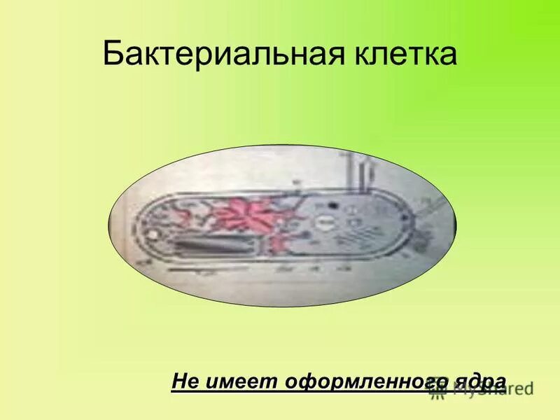 строение и характеристика бактериальной клетки. 4 бактериальная клетка не имеет. клетка без ядра. 4 бактериальная клетка не имеет. строение бактериальной клетки микробиология рисунок.