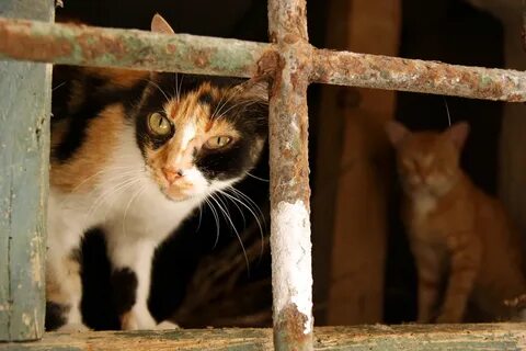 Опасны ли коты