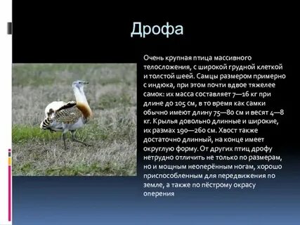 Какую птицу называют степным великаном