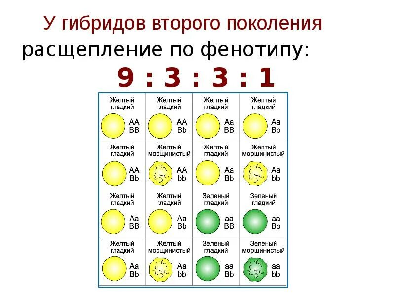 Расщепление по Менделю 9 к 3 к 3 к 1. Расщепление по фенотипу. Расщепление по фенотипу 1 1 1 1. Расщепления по фенотипу таблицы. Фенотип третьей группы крови