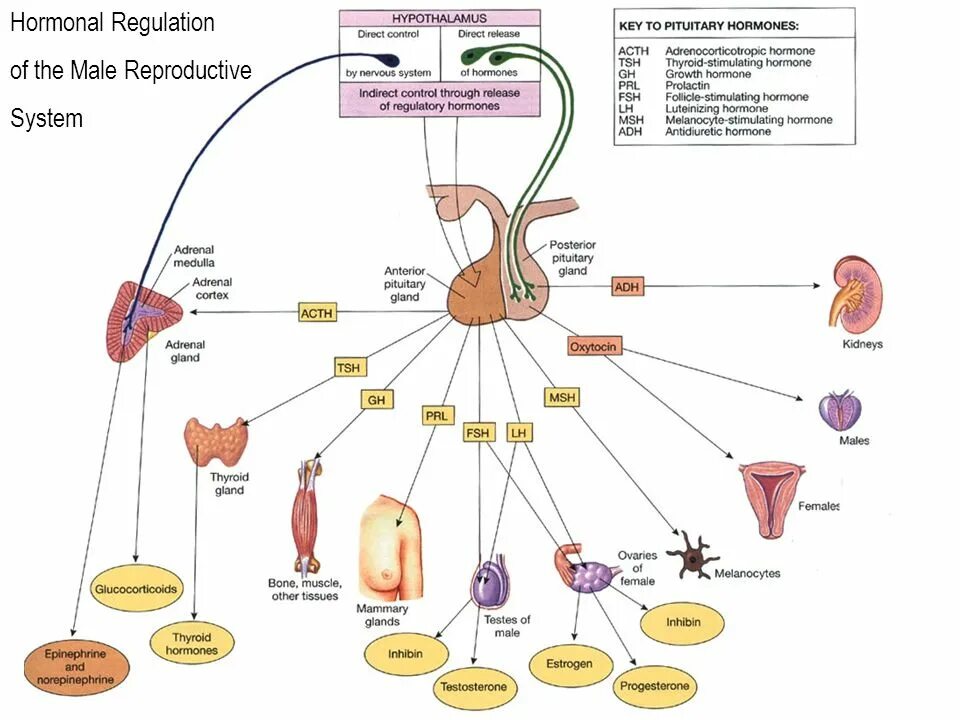 Что составляет репродуктивной системы человека. Органы мишени репродуктивной системы. Hormonal Regulation. Связь репродуктивной системы с другими системами. Преобразование репродуктивной системы.