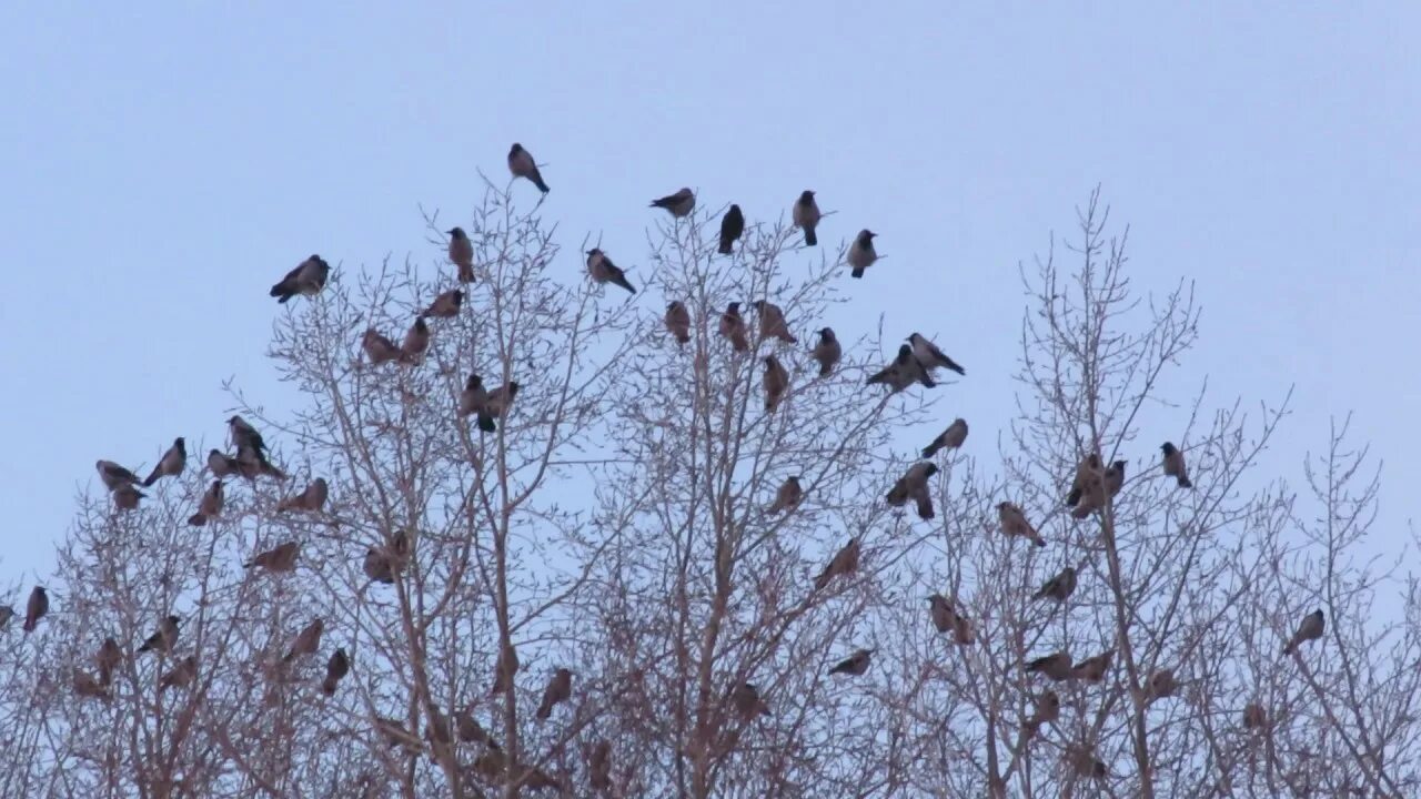 Птицы на верхушках деревьев. Стая птиц на дереве. Серые птички стая. Птицы сидят на верхушках деревьев.