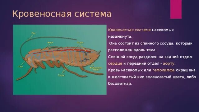 Кровеносная система насекомых 7 класс. Функции кровеносной системы у насекомых. Класс насекомые кровеносная система. Из чего состоит кровеносная система насекомых. Какой тип кровеносной системы характерен для членистоногих