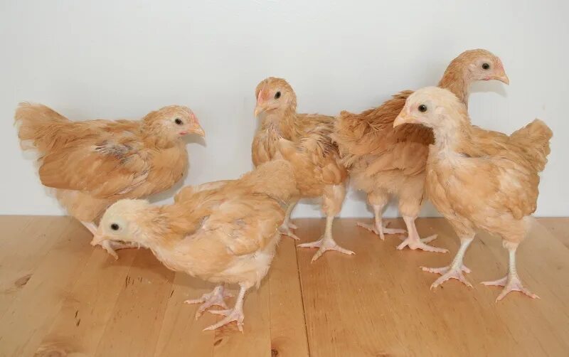 месячные цыплята несушки. цыплята 2 месяца. цыплята подрощенные кур несушек. орпингтон цыплята 1 месяц. бройлеры иза хаббард ф15.