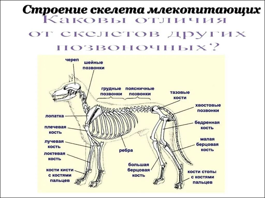 Характеристики соответствующие внешнему строению собаки. Скелет млекопитающих схема биология 7 класс. описание скелета млекопитающих. скелет собаки строение схема. скелет млекопитающих схема биология 8.