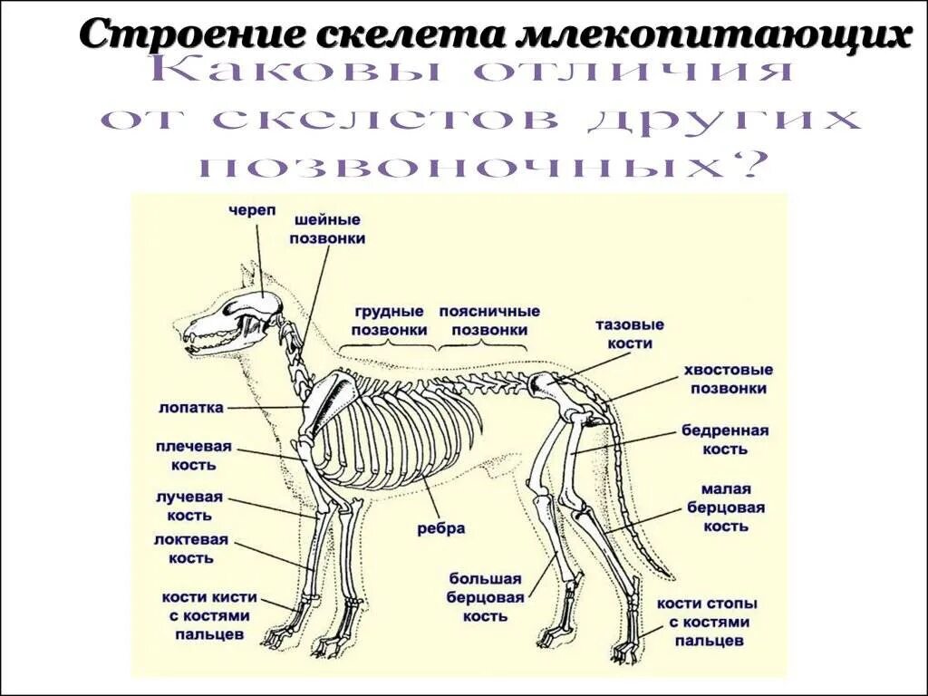 Исследование особенностей строения скелета млекопитающих