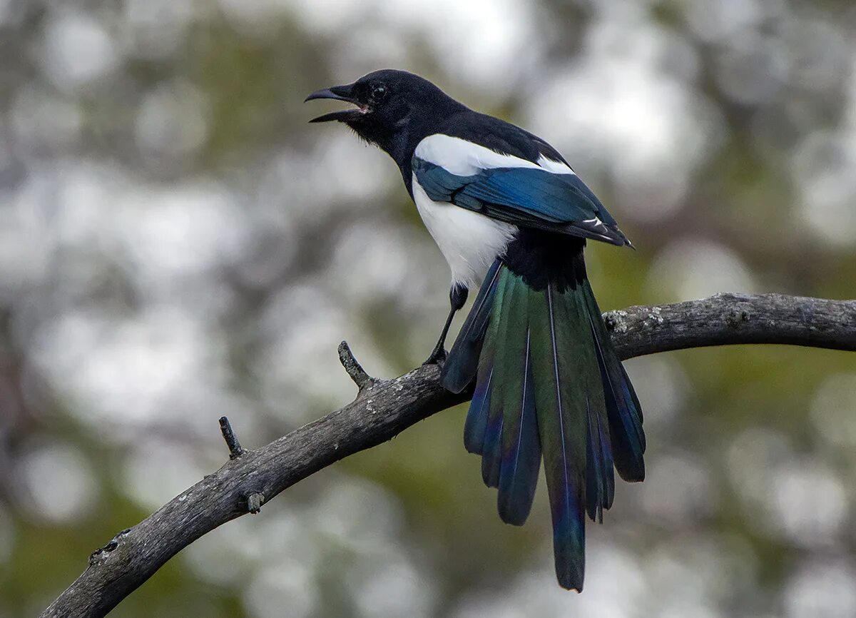 Птица 40 2. Красивые сороки на ветках. Сорока с мохрами. Сорока крымская. Сорока обыкновенная птицы.