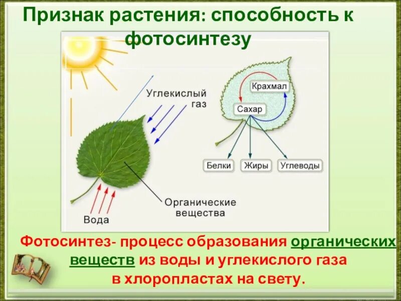 Схема фотосинтеза 6 класс биология. Процесс фотосинтеза у растений схема. Фотосинтез листа схема. Фотосинтез схема Пасечник. В результате фотосинтеза образуются крахмал