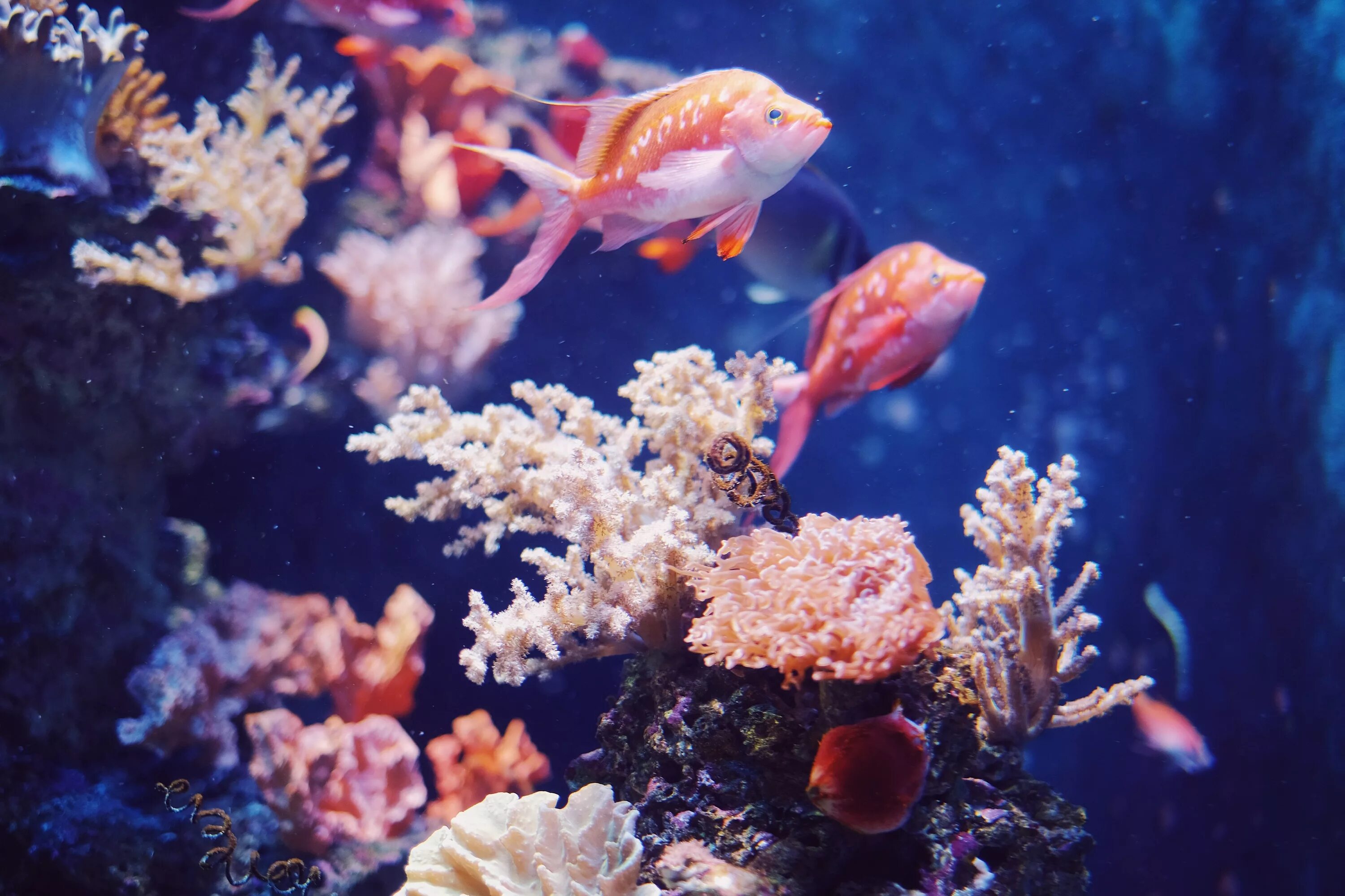 Маленькая рыбка в море. Коралловые рыбки. маленькие морские рыбки. коралловые рыбки маленькие. мандариновая рыбка.
