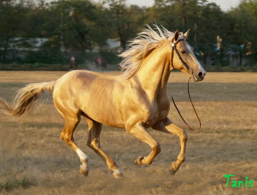 Золотистая лошадь. Дончак порода лошадей. Соловая масть лошадей. Лошадь Донской породы. Донская лошадь Изабелловая.