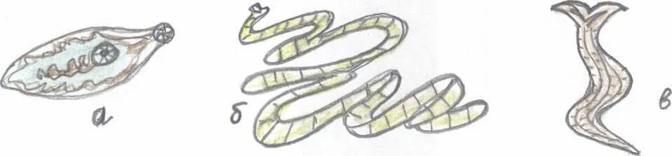 Какой паразит изображен на рисунке. Какой паразит изображен на рисунке. Строение гриба и лишайника. Цикл развития печеночного сосальщика схема. Паразитизм рисунок.