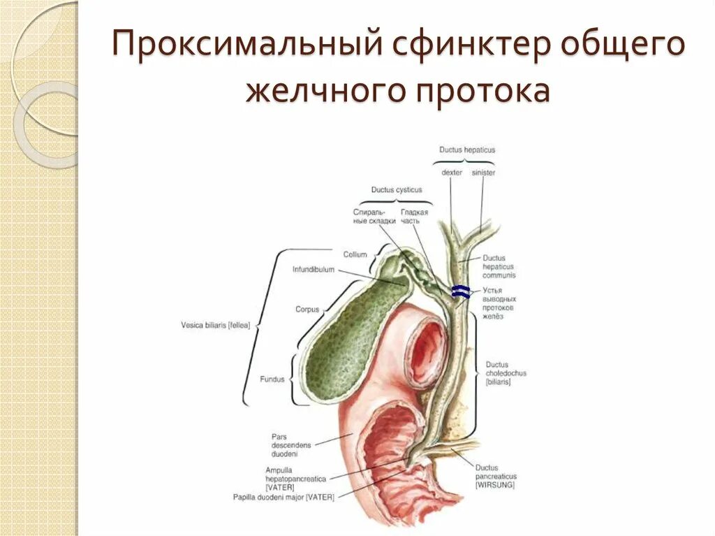 Желчный пузырь сфинктер Одди анатомия. Анатомия желчного пузыря сфинктеры. Сфинктеров Одди, Люткенса, Мирицци. Сфинктеры желчевыводящих путей анатомия.