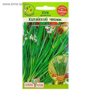 Чеснок семена алтая