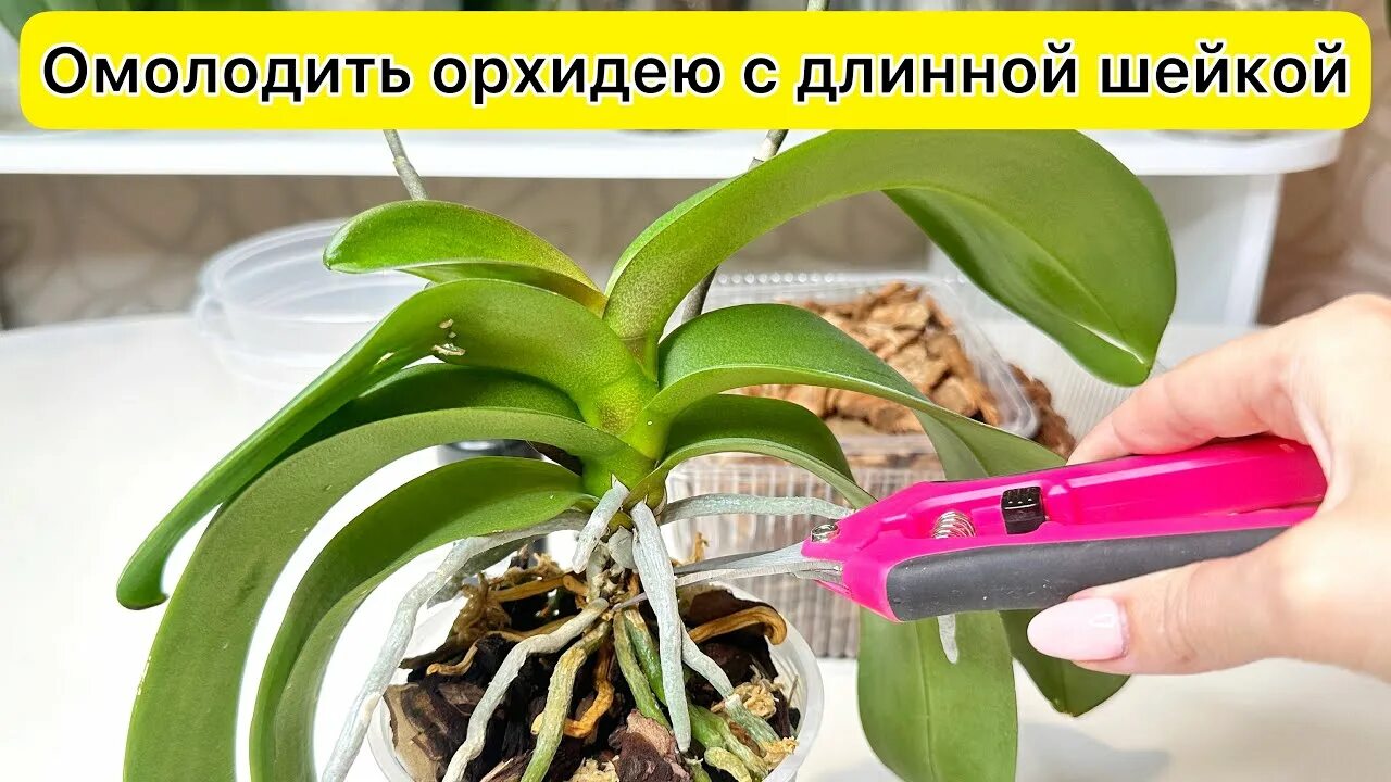 Как получить орхидею