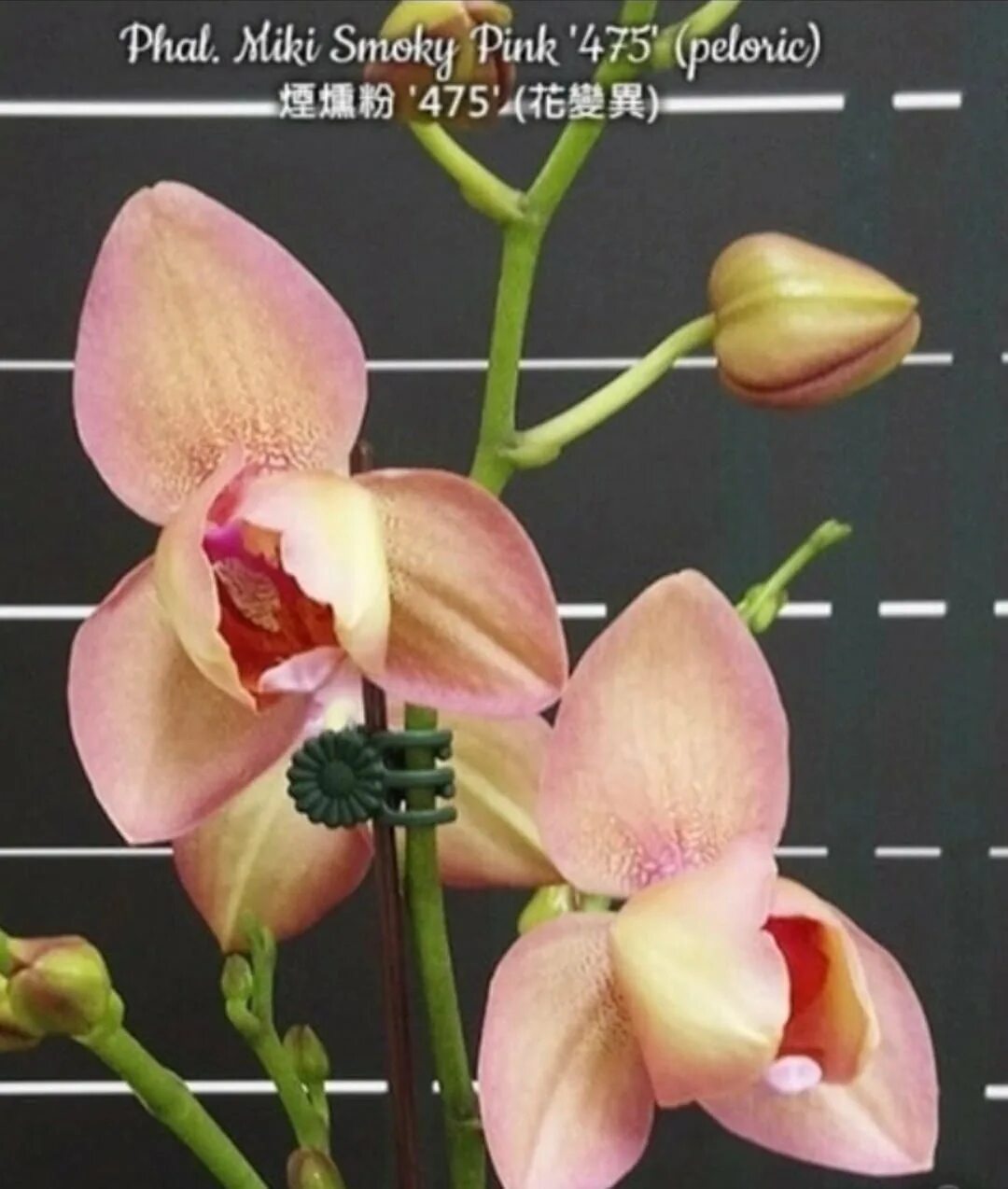 Smoky mauve цвет. Смоки пинк. Смоки пинк. Мики смоки пинк. Смоки пинк фаленопсис.