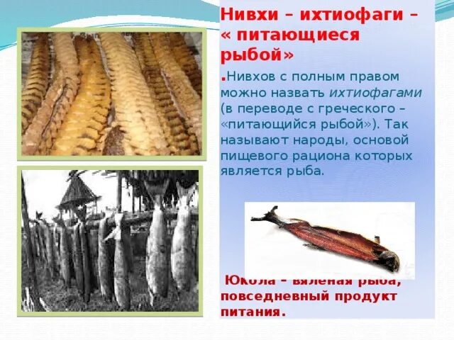 Нивхи сообщение. Юкола нивхи. нивхи рыболовство. нивхи хозяйственная деятельность. традиционные занятия нивхов.