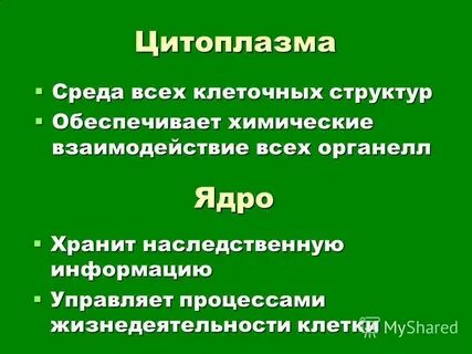 Ядро хранит передает наследственную информацию