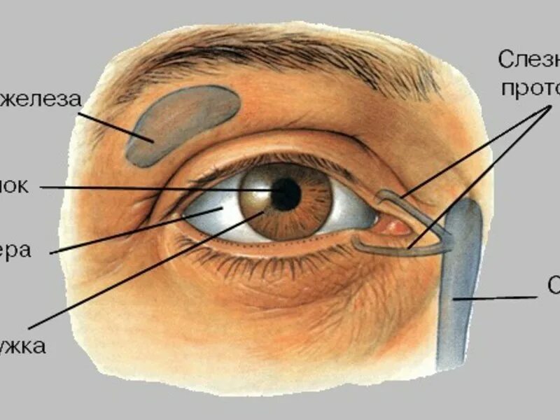 Зона глаз. Вспомогательный аппарат глаза. Вспомогательные органы глаза. Вспомогательные структуры глаза.