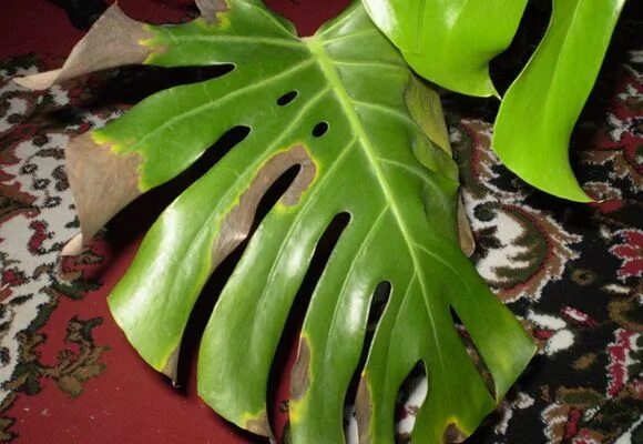 Монстера еллоу. Монстера еллоу. Бурая пятнистость монстера. Монстера растение желтеют листья. Монстера чахнет.