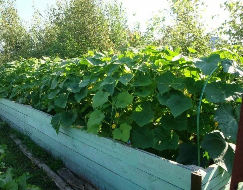 Как сделать грядку для огурцов в теплице. Огуречник тепличка. Огуречник грядка. Сетка шпалерная огуречная. Как сделать грядку для огурцов в теплице.