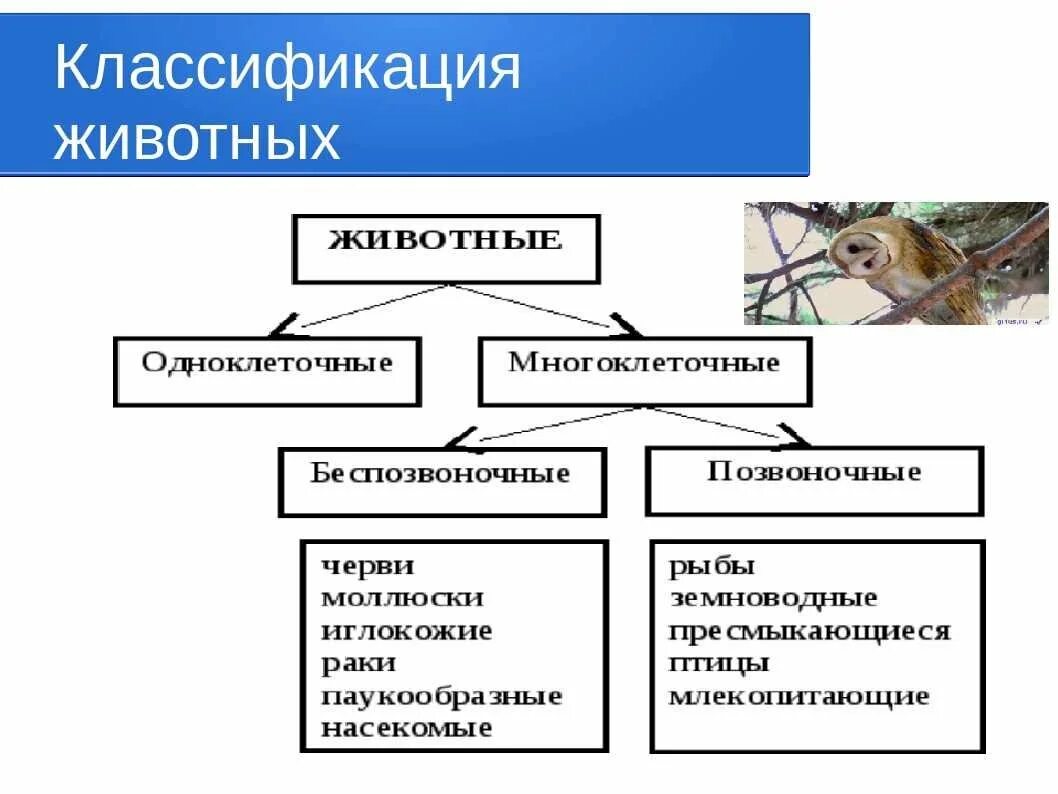 Схема особенностей животных. Царство животные классификация схема. классификация царства животных 5 класс биология. царство животных классификация таблица. классификация животных 5 класс биология.