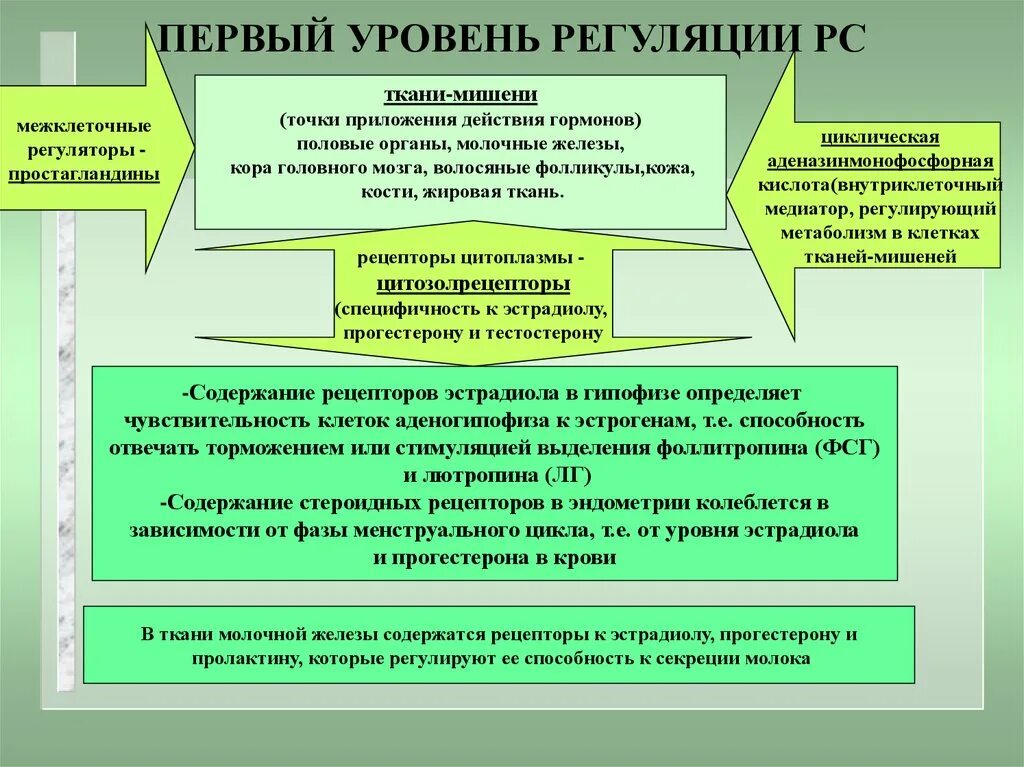 Орган мишень регуляция. Эстрадиол органы мишени. гормон эффект орган мишень гормоны регуляторы. пятый уровень регуляции рс. точки регуляции месячных.