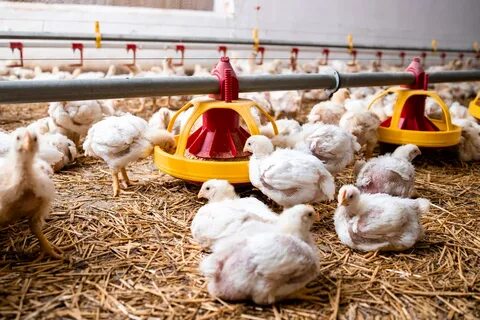 Poultry farming
