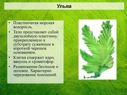 К каким систематическим группам относится ульва