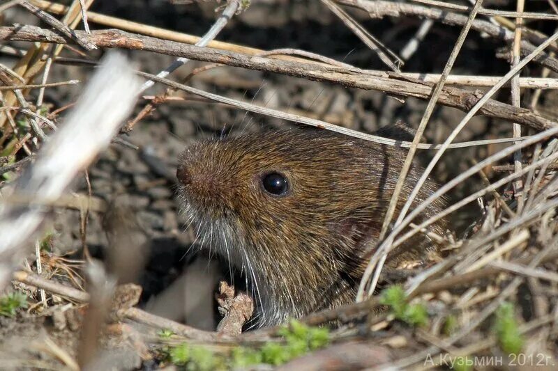 определить грызуна по