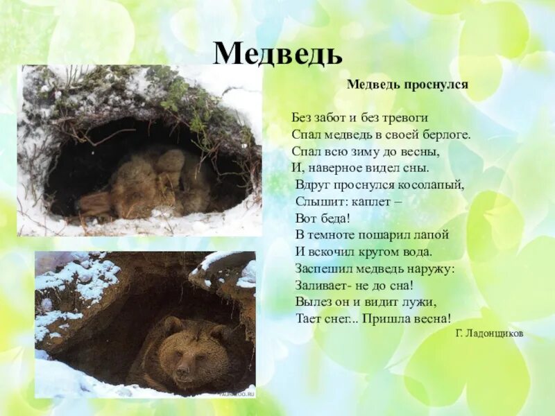 Просыпается в берлоге. Стихотворение спал медведь в своей берлоге. стих медведь проснулся. медведь проснулся ладонщиков.