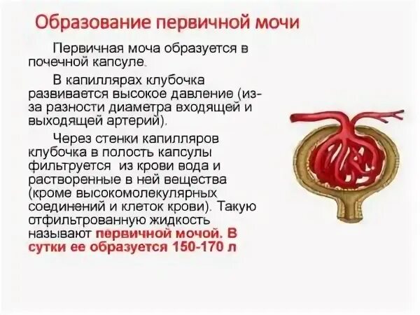 Что содержит первичная моча только вредные. Механизм образования первичной мочи. образование первичной и вторичной мочи. первичная моча. где образуется первичная моча.