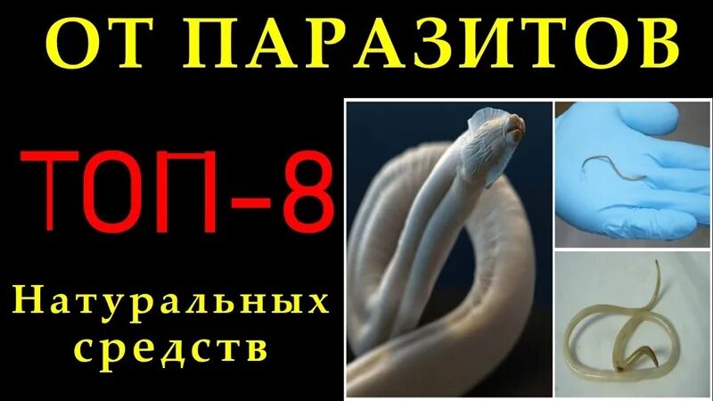 Вылечить паразитов. Против паразитов в организме. как узнать что в организме паразиты.