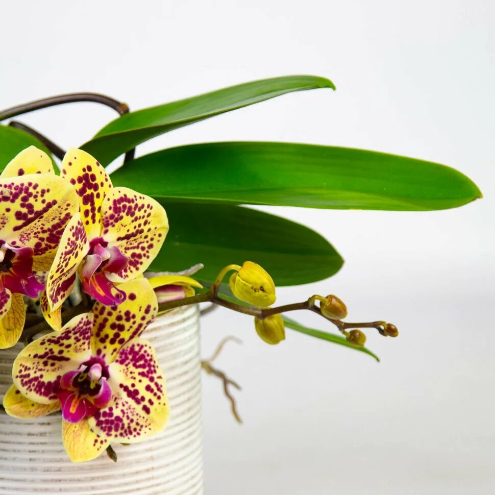 Орхидея бьюти фото Орхидея фаленопсис элегант бьюти купить