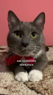 Обидеться или обидится как правильно