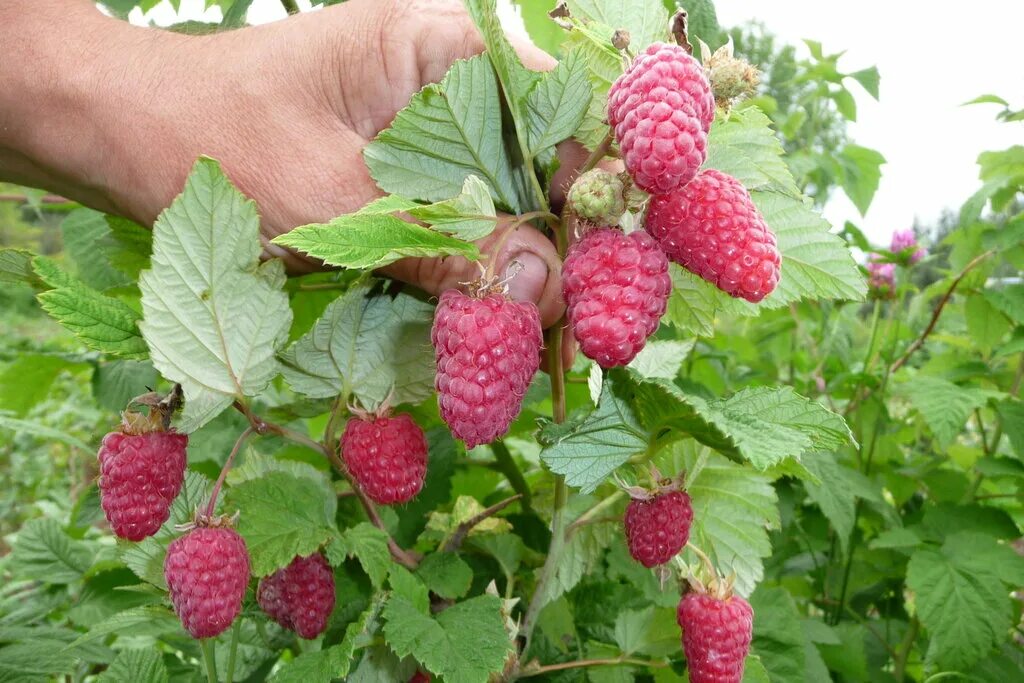 барнаульский питомник саженцев каталог саженцев 2024. бабяковский плодопитомник лиски. питомник челябинск саженцы. питомник в челябинске садовый. сады сибири питомник.