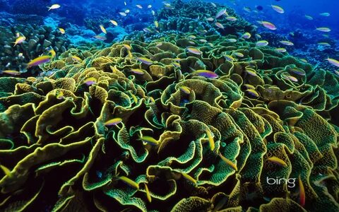 Есть ли в морях водоросли
