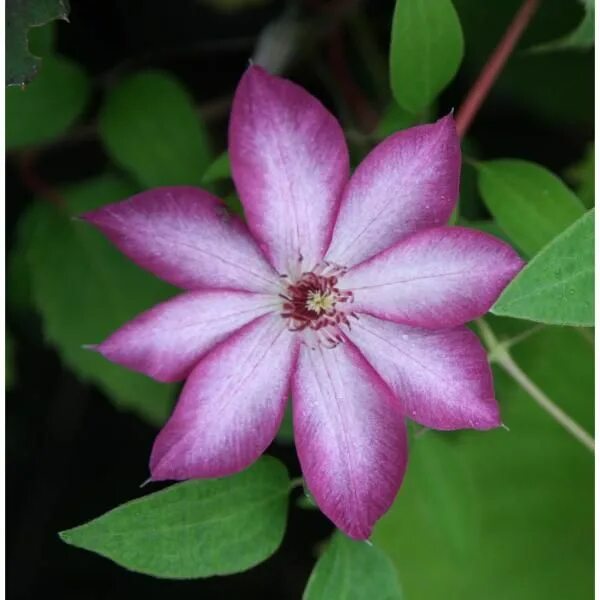 Beautiful Clematis Liberty Plant