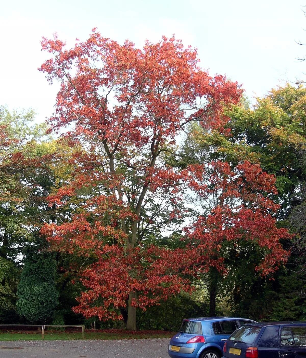 Quercus rubra (дуб красный) 'Aurea'. Дуб красный Quercus rubra l.. Кверкус Рубра. Дуб красный ред ОАК. Красно черешчатый дуб