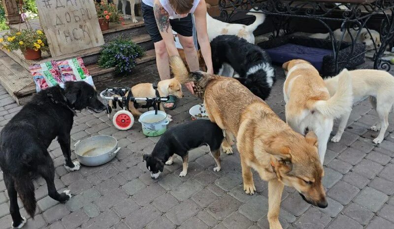 новосибирский приют для собак дари добро. приют хатти фото приюта для животных. как идет собака. приюты для животных в новосибирске. собаки которые не похожи на собак.