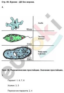 Различия амебы и эвглены