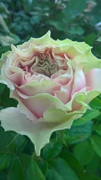 Reflections Garden Roses Garden, Rose, Rose garden