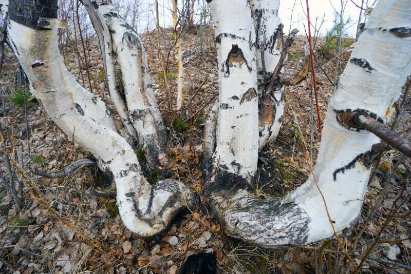 Изогнутые березы. Кривые березы. Изогнутая береза. Берёза кривая. Гнуть березу