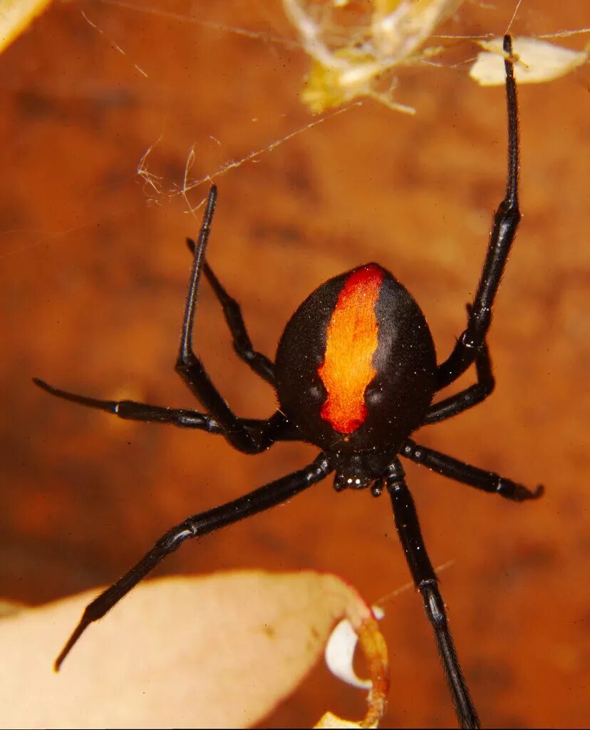 Красно черный паук ядовитый. Каракурт паук. latrodectus hasselti паук. кокон каракурта. паук каракурт желтый.