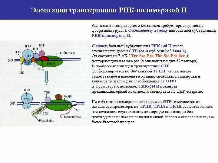 Транскрипционный комплекс РНК-полимеразы 2 эукариот. Фосфорилирование РНК полимеразы. Терминация РНК полимеразы 2. Образование комплекса РНК-полимеразы 2.