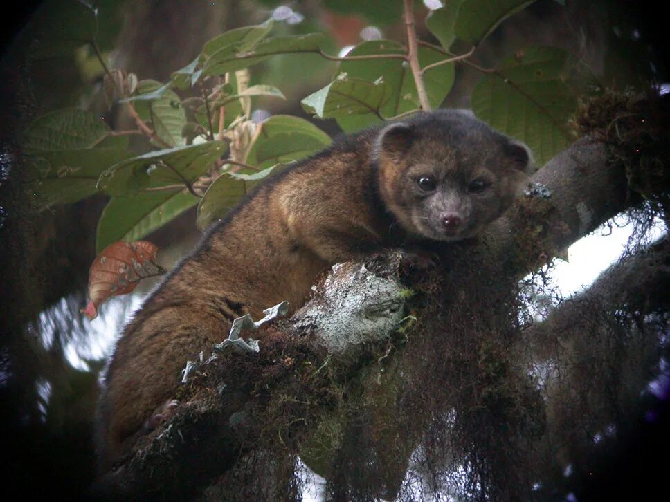 енот кинкажу. последние открытые животные. мунго даррелла. животные открытые в 2020 году. олинго енот.